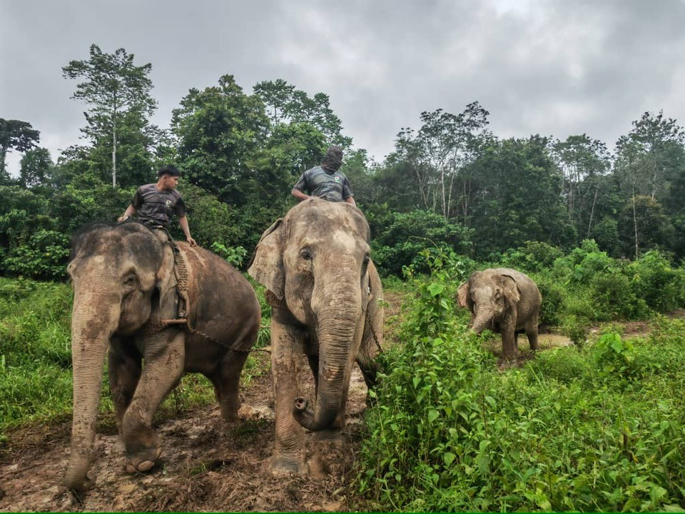 Perhilitan berjaya translokasi tiga gajah liar di Kuala Lipis