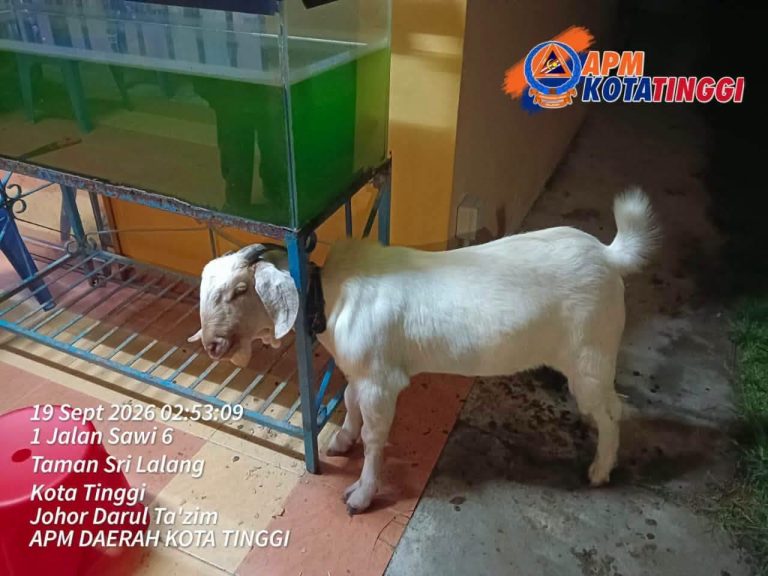 kambing