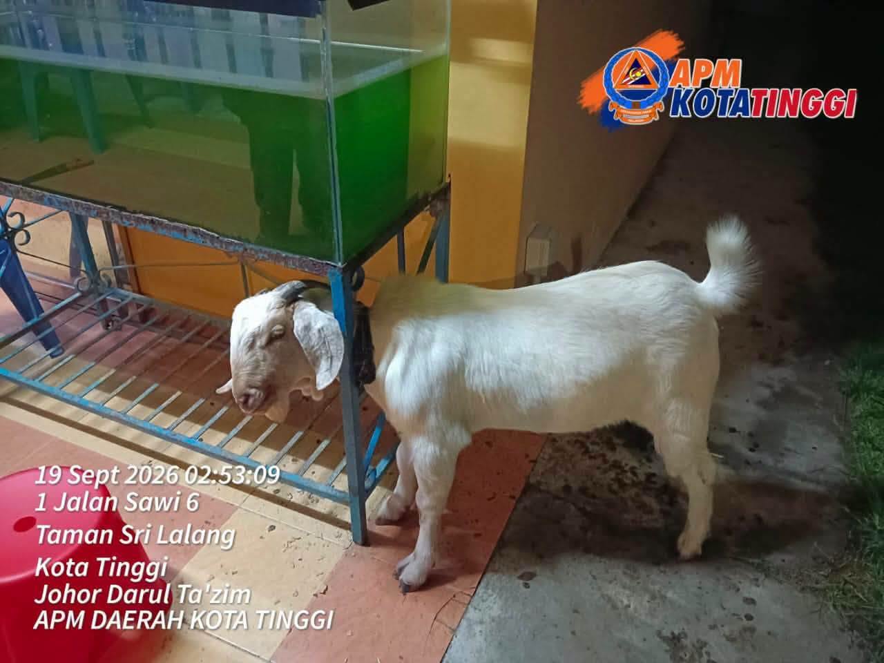 kambing